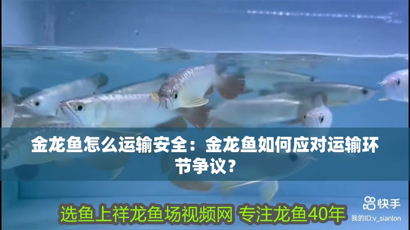 金龍魚怎么運輸安全：金龍魚如何應對運輸環節爭議？