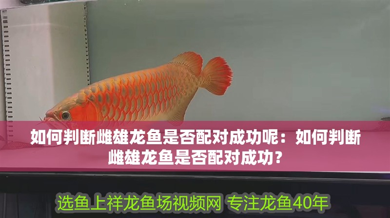 如何判斷雌雄龍魚是否配對成功呢：如何判斷雌雄龍魚是否配對成功？