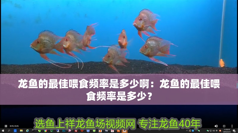龍魚的最佳喂食頻率是多少啊：龍魚的最佳喂食頻率是多少？