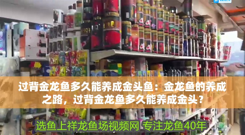 過背金龍魚多久能養成金頭魚：金龍魚的養成之路，過背金龍魚多久能養成金頭？