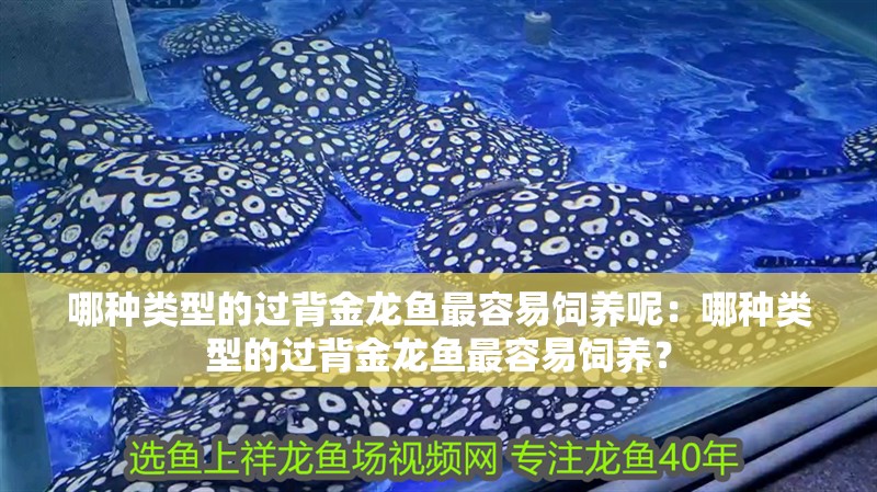 哪種類型的過背金龍魚最容易飼養呢：哪種類型的過背金龍魚最容易飼養？