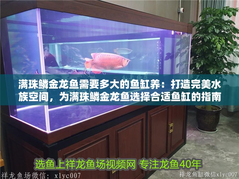 滿珠鱗金龍魚需要多大的魚缸養：打造完美水族空間，為滿珠鱗金龍魚選擇合適魚缸的指南