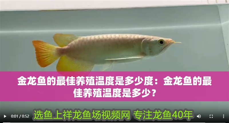 金龍魚的最佳養殖溫度是多少度：金龍魚的最佳養殖溫度是多少？