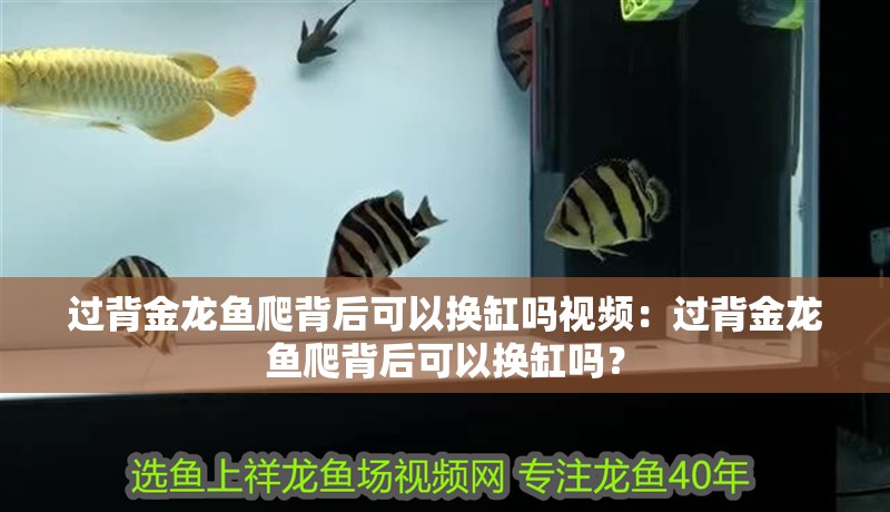 過背金龍魚爬背后可以換缸嗎視頻：過背金龍魚爬背后可以換缸嗎？
