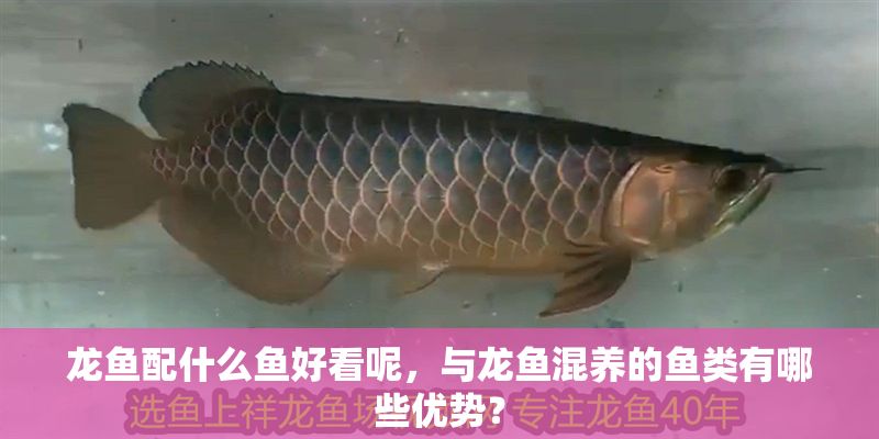 龍魚配什么魚好看呢，與龍魚混養的魚類有哪些優勢？