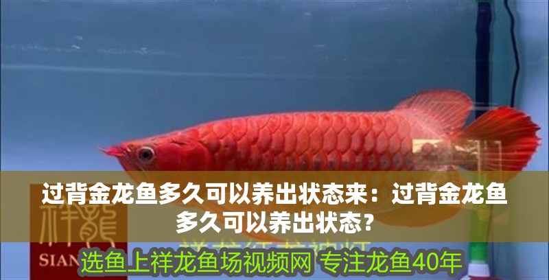 過背金龍魚多久可以養出狀態來：過背金龍魚多久可以養出狀態？
