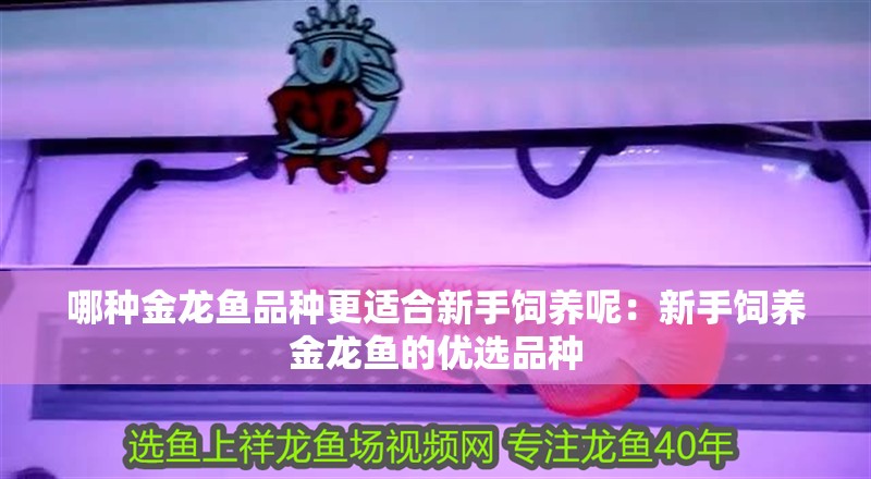 哪種金龍魚品種更適合新手飼養呢：新手飼養金龍魚的優選品種
