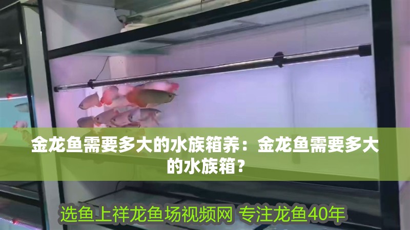 金龍魚需要多大的水族箱養：金龍魚需要多大的水族箱？