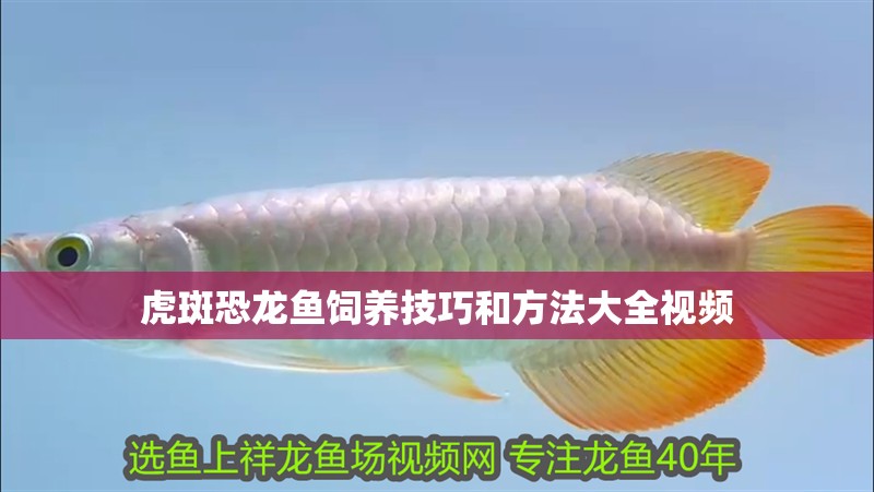 虎斑恐龍魚飼養技巧和方法大全視頻
