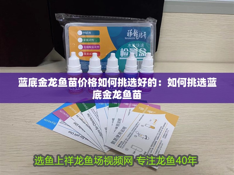 藍底金龍魚苗價格如何挑選好的：如何挑選藍底金龍魚苗