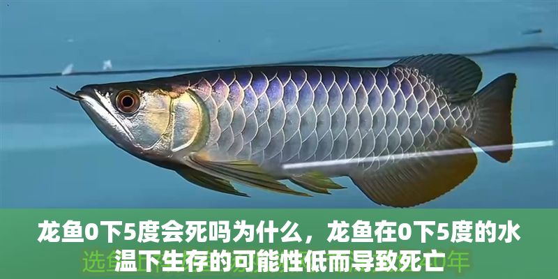 龍魚0下5度會死嗎為什么，龍魚在0下5度的水溫下生存的可能性低而導致死亡