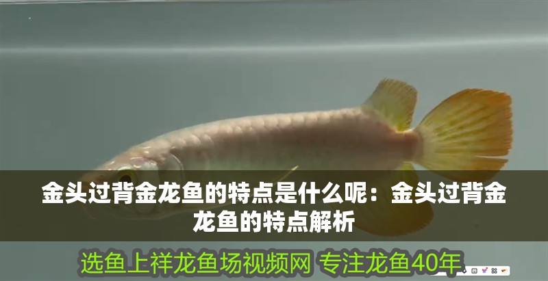 金頭過背金龍魚的特點(diǎn)是什么呢：金頭過背金龍魚的特點(diǎn)解析