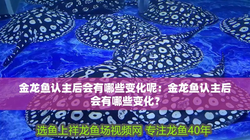 金龍魚(yú)認(rèn)主后會(huì)有哪些變化呢：金龍魚(yú)認(rèn)主后會(huì)有哪些變化？