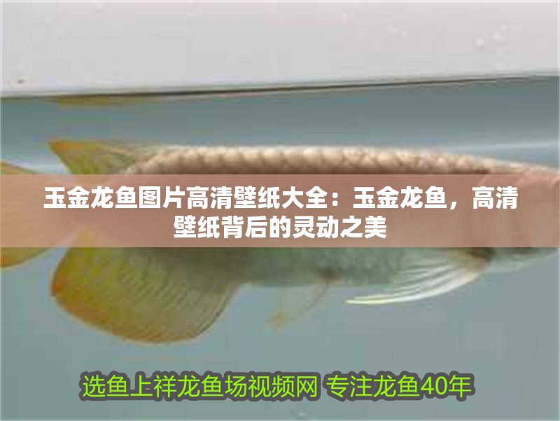 玉金龍魚圖片高清壁紙大全：玉金龍魚，高清壁紙背后的靈動(dòng)之美