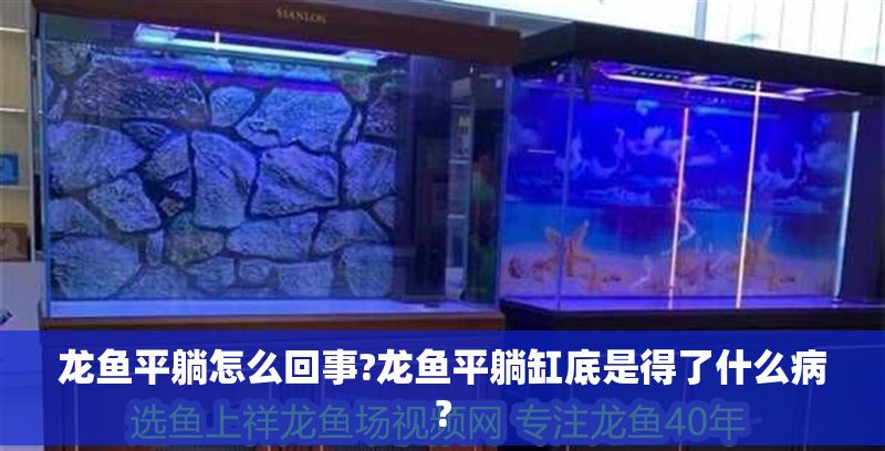 龍魚平躺怎么回事?龍魚平躺缸底是得了什么病?