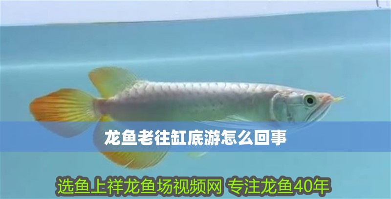 龍魚老往缸底游怎么回事