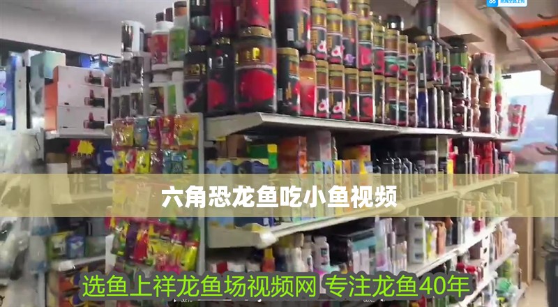 六角恐龍魚吃小魚視頻