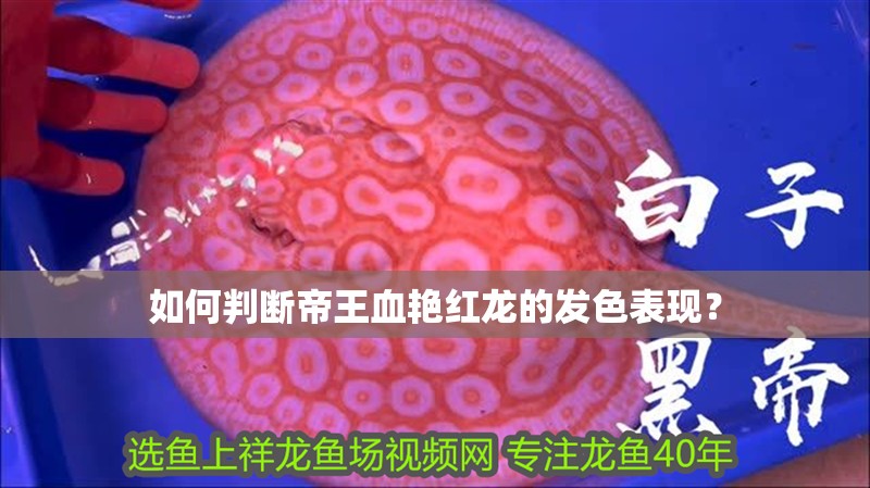 如何判斷帝王血艷紅龍的發色表現？