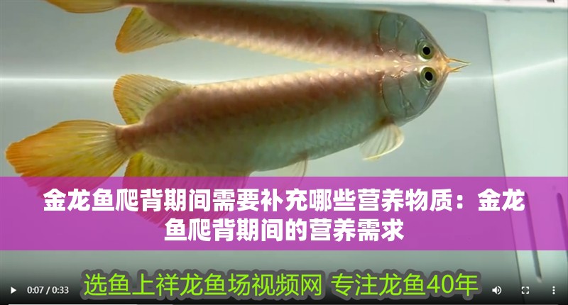 金龍魚爬背期間需要補充哪些營養物質：金龍魚爬背期間的營養需求