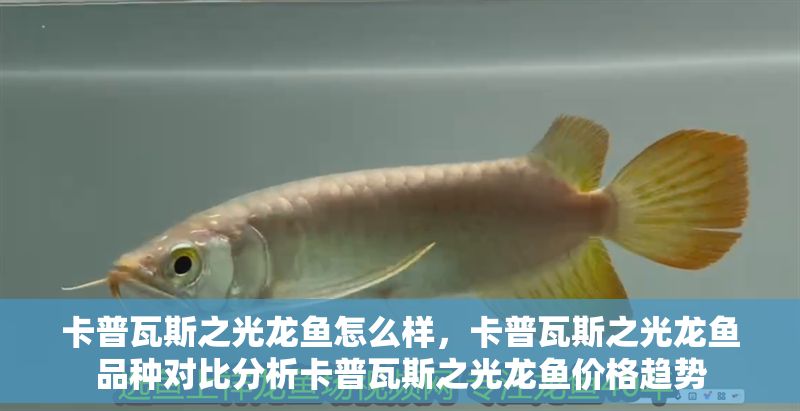 卡普瓦斯之光龍魚怎么樣，卡普瓦斯之光龍魚品種對比分析卡普瓦斯之光龍魚價格趨勢