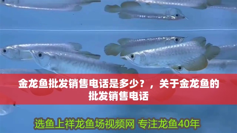 金龍魚批發銷售電話是多少？，關于金龍魚的批發銷售電話
