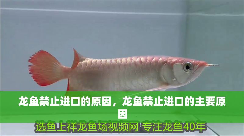 龍魚禁止進口的原因，龍魚禁止進口的主要原因