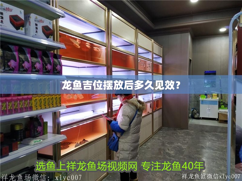 龍魚和黑魚養一起好嗎