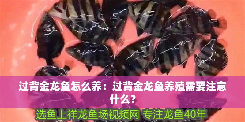 過背金龍魚怎么養：過背金龍魚養殖需要注意什么？