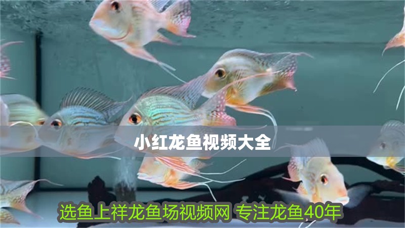 小紅龍魚視頻大全