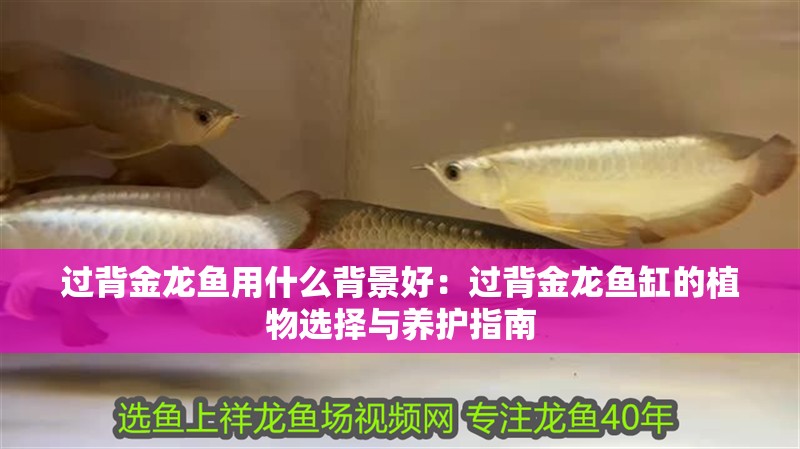 過背金龍魚用什么背景好：過背金龍魚缸的植物選擇與養護指南