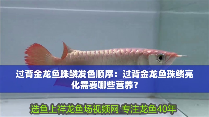 過背金龍魚珠鱗發色順序：過背金龍魚珠鱗亮化需要哪些營養？