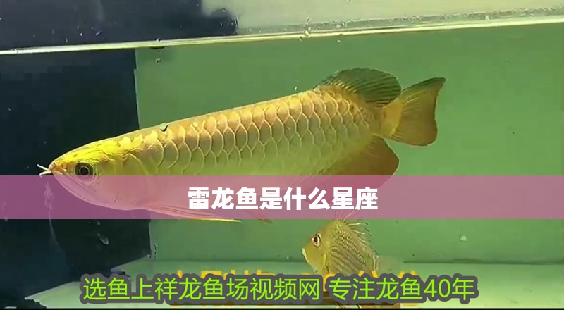 雷龍魚是什么星座