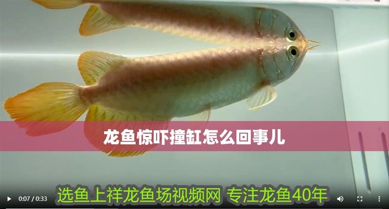 龍魚驚嚇撞缸怎么回事兒