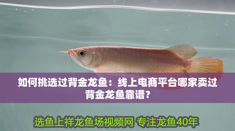 如何挑選過背金龍魚：線上電商平臺哪家賣過背金龍魚靠譜？