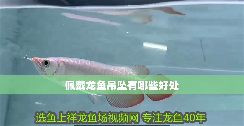佩戴龍魚吊墜有哪些好處