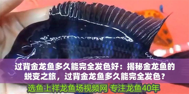 過背金龍魚多久能完全發色好：揭秘金龍魚的蛻變之旅，過背金龍魚多久能完全發色？