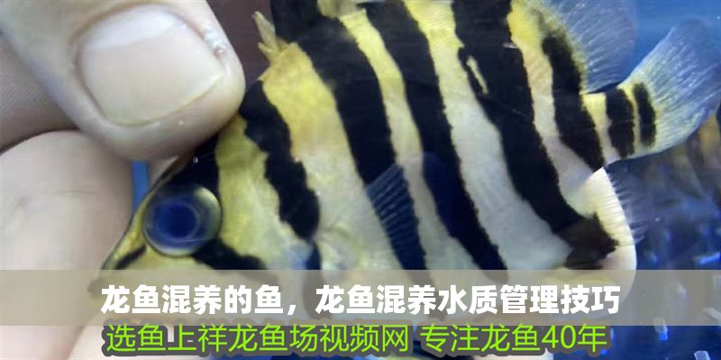 龍魚混養的魚，龍魚混養水質管理技巧