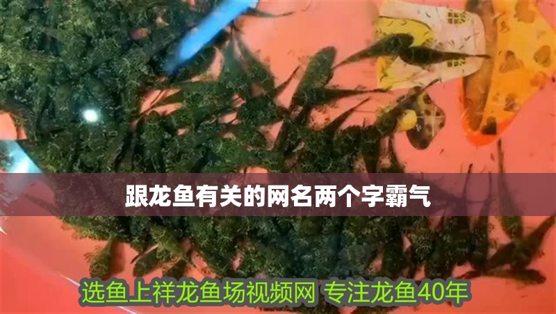 跟龍魚有關的網名兩個字霸氣