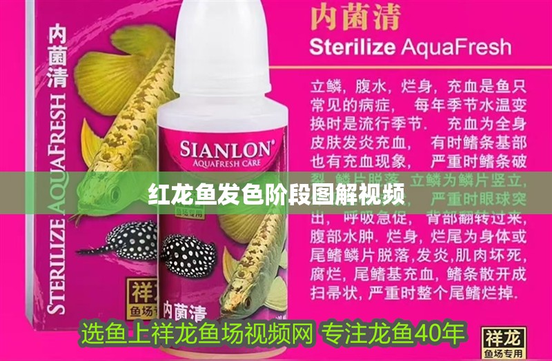 紅龍魚發色階段圖解視頻