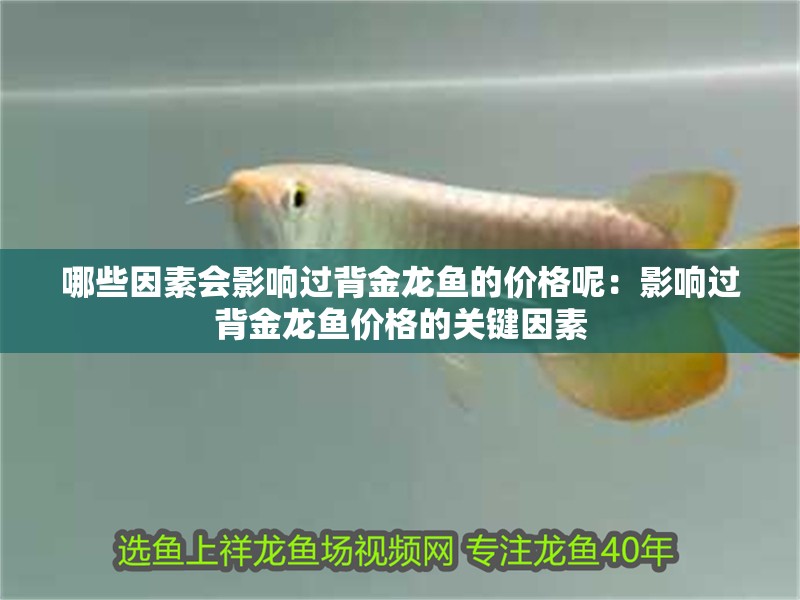哪些因素會影響過背金龍魚的價格呢：影響過背金龍魚價格的關(guān)鍵因素
