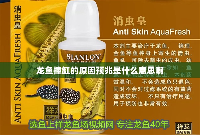 龍魚撞缸的原因預兆是什么意思啊