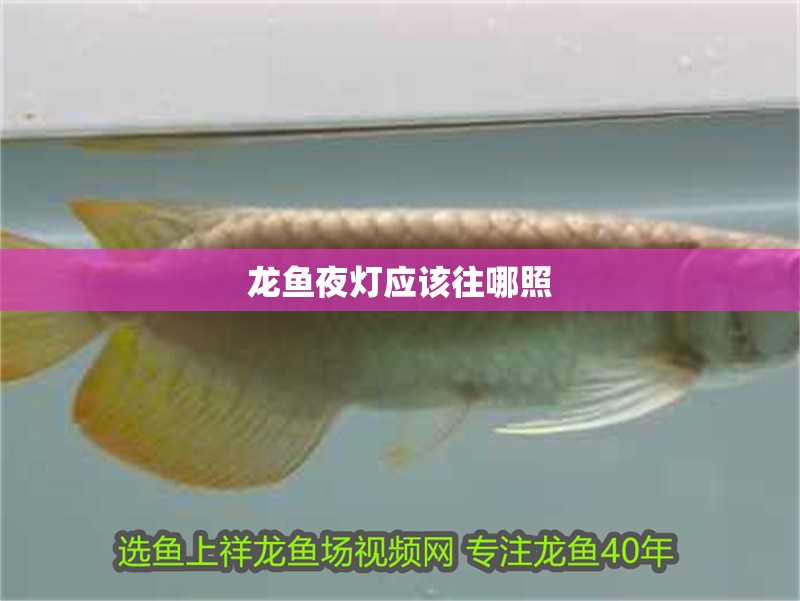 龍魚夜燈應該往哪照