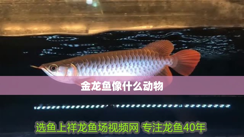 金龍魚像什么動物