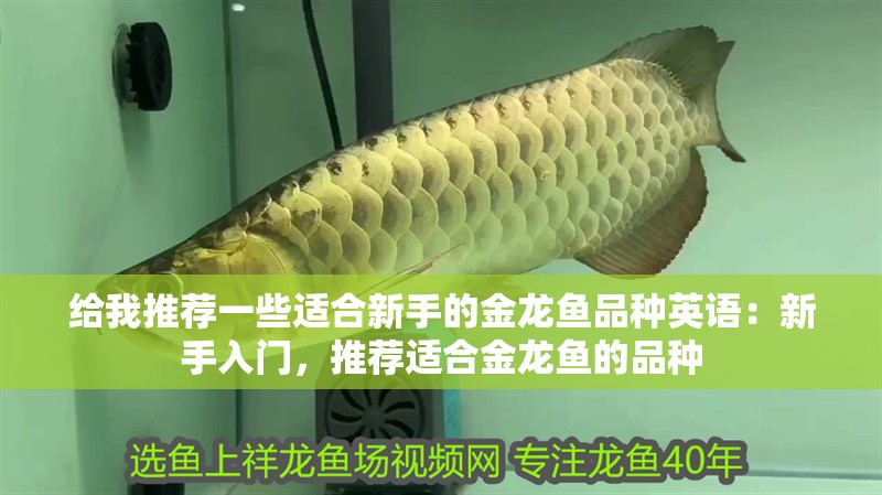 給我推薦一些適合新手的金龍魚(yú)品種英語(yǔ)：新手入門(mén)，推薦適合金龍魚(yú)的品種