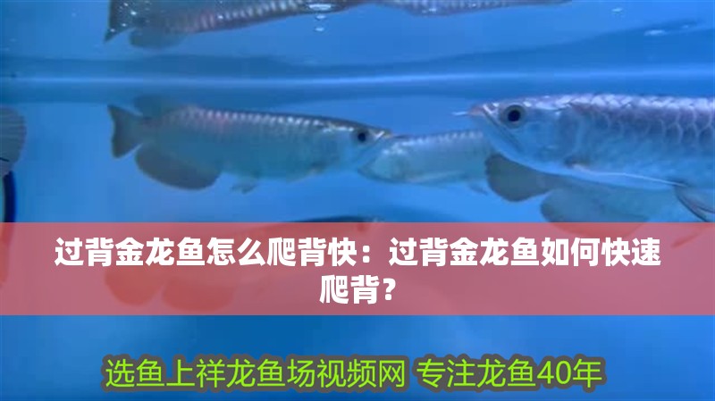 過背金龍魚怎么爬背快：過背金龍魚如何快速爬背？