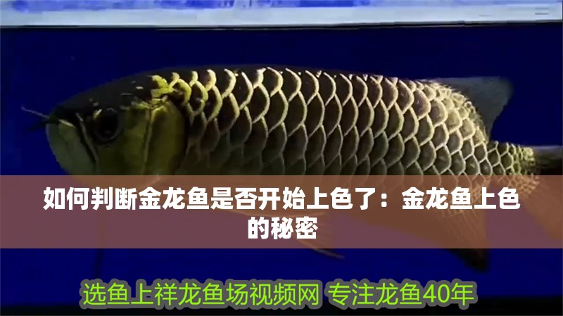 如何判斷金龍魚是否開始上色了：金龍魚上色的秘密