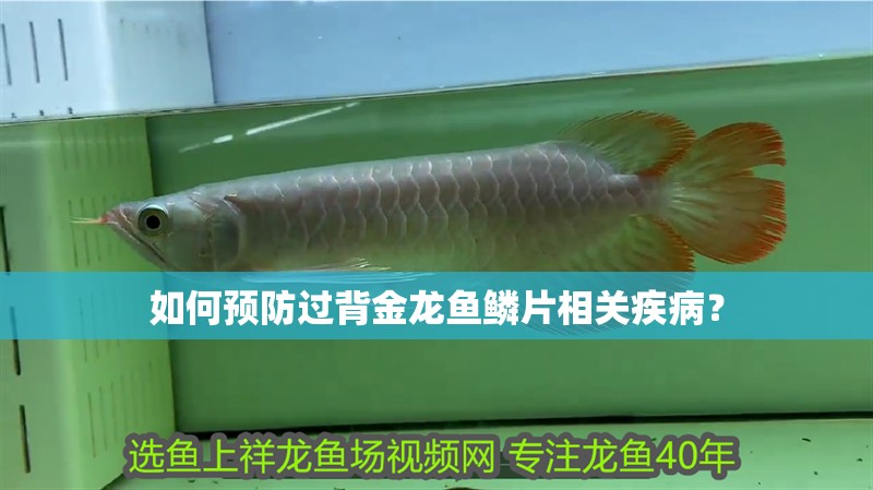 如何預(yù)防過背金龍魚鱗片相關(guān)疾病？