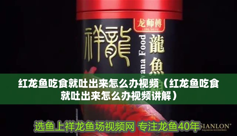 紅龍魚吃食就吐出來怎么辦視頻（紅龍魚吃食就吐出來怎么辦視頻講解） 紅龍魚吃食就吐出來怎么辦視頻（紅龍魚吃食就吐出來怎么辦視頻講解） 龍魚百科
