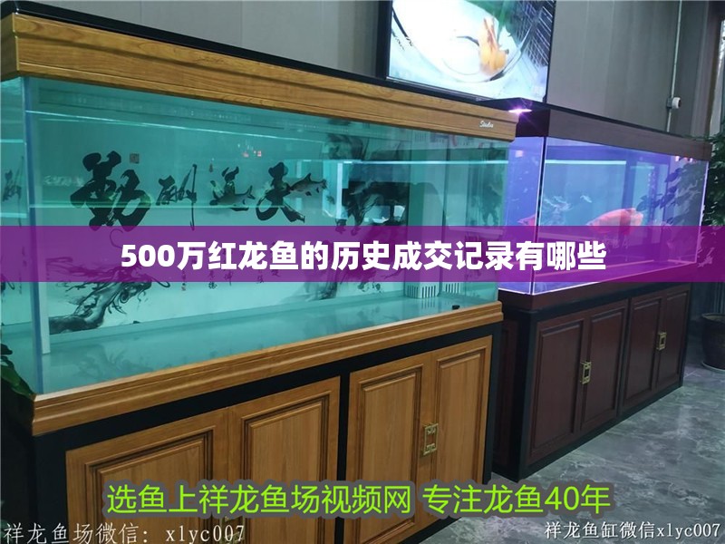 500萬(wàn)紅龍魚(yú)的歷史成交記錄有哪些