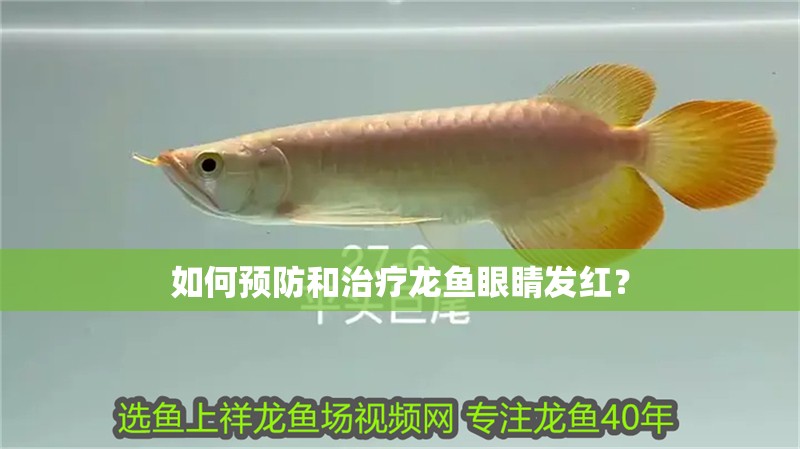 如何預防和治療龍魚眼睛發紅？